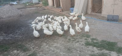 The image shows a flock of white geese gathered in a dirt yard. The geese are of various sizes, suggesting a mix of adult birds and younger ones. Some are standing, while others are pecking at the ground or walking. The setting appears to be a rural farm or homestead, with a building in the background that has a wooden door and an open entrance. A pile of gravel or construction debris is visible to the left, and a shovel leans against the building on the right. A blue hose runs along the ground, suggesting access to water. The ground is a mixture of dirt and scattered gravel, with patches of sparse green grass. The lighting suggests it is either early morning or late evening, with a soft, diffused light. No people are visible in the image, and there is no discernible text. The overall impression is one of a peaceful, rural scene with domestic animals.