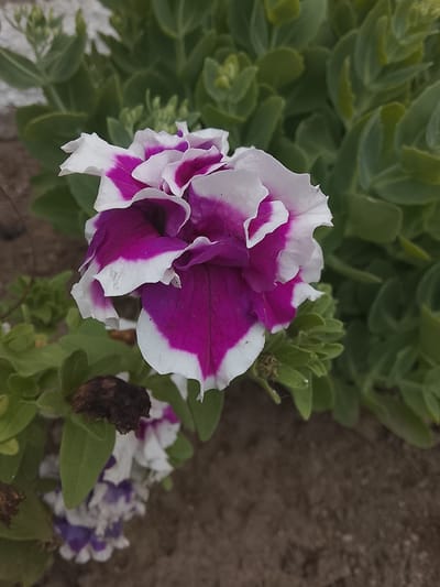 A close-up shot focuses on a vibrantly colored petunia flower, its petals a striking combination of deep purple and white. The flower is positioned centrally in the frame, with its delicate, ruffled edges catching the light. Behind the petunia, lush green foliage forms a soft, out-of-focus backdrop, suggesting a garden setting. The ground beneath appears to be a mix of soil and small stones, hinting at an outdoor environment. The image is devoid of any human presence, with the sole subject being the blooming flower. The scene does not provide any information that would suggest it is located in Lipcani, Moldova or any other specific city.