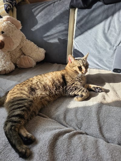 A brown tabby cat is lying on a soft, textured blanket with sunlight casting shadows on it. To the left of the cat is a light brown teddy bear. In the background, there are two dark gray pillows. To the right of the cat, a silver-colored smartphone is visible. The scene appears to be indoors, possibly on a couch or bed. The location is not discernible from the image.