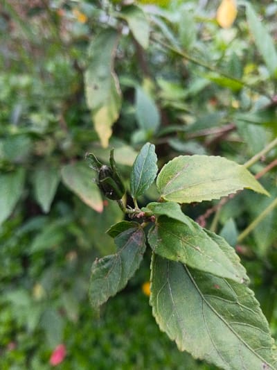A close-up captures a plant with vibrant green leaves, some displaying hints of yellowing and subtle discoloration. The leaves exhibit prominent veins and a textured surface. A small, dark bud sits at the tip of a branch, seemingly ready to unfurl. The background is a soft blur of green foliage, creating depth and focus on the plant in the foreground.