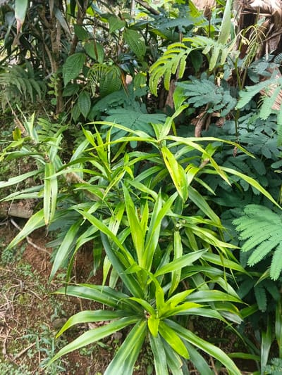 Lush foliage dominates the frame, showcasing a variety of plants. Long, pointed, light-green leaves, likely from a Dracaena, are prominent in the foreground. Ferns with delicate, feathery leaves add a touch of wilderness. Behind them, other green plants with varying textures and shapes create a dense backdrop. The ground is covered with leaf litter and small green shoots, completing the natural scene.