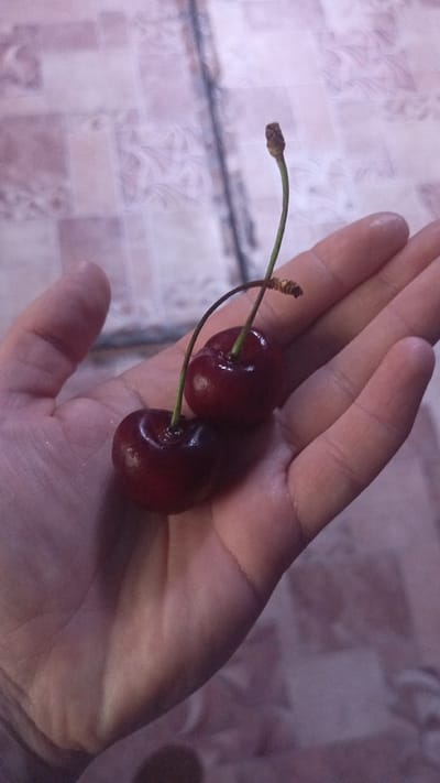 A close-up shot captures two dark red cherries with long green stems resting on a person's palm. The cherries are plump and shiny, with a hint of wetness on their surface. One stem curves over the other, and the tips of both stems are dried and slightly frayed. The person's hand is open, revealing the lines and texture of the skin. The background is a softly blurred, patterned surface, possibly a countertop or table, with a muted pink and beige checkerboard design. The lighting is soft and diffused, casting a gentle shadow on the cherries and hand. The image was taken in the city of Parenda, Russia.