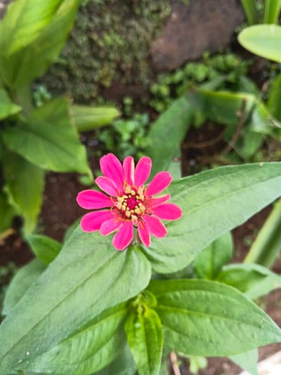 A vibrant pink zinnia flower with a yellow center stands out against a backdrop of lush green leaves and dark soil. The flower is the focal point, with its petals radiating outward from the central disc. The leaves surrounding the flower are broad and textured, adding depth to the composition. The background includes hints of moss-covered surfaces, indicating a damp and natural environment. The flower's bright color contrasts with the green foliage, creating a visually striking image.