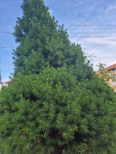 A close-up, tilted shot features two dense, bright green coniferous trees against a backdrop of a pale blue sky streaked with wispy white clouds and visible electrical wires. The trees are the primary focus, their needles densely packed, creating a textured appearance. The tree on the left is fuller and more rounded in shape, while the one on the right is taller and more triangular, tapering towards the top. In the lower portion of the image, partially obscured by the trees, there are hints of a building with a reddish-brown roof and some greenery, suggesting an urban or suburban setting. The angle of the shot, looking upwards, emphasizes the height of the trees in relation to their surroundings. While the location of the photo is indicated in the prompt as the city of Slivo Pole, Bulgaria, this information cannot be confirmed by visual information.