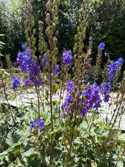 The image shows a close-up view of several tall, flowering plants with vibrant purple and blue blooms. The flowers are clustered along erect stems, with many seed pods visible, indicating the late stage of blooming. The foliage is a rich green, with deeply lobed leaves. The background consists of blurred green foliage and some hints of sunlight filtering through, creating a soft bokeh effect. The overall impression is one of a lush garden setting, likely outdoors in daylight. The scene is peaceful and naturalistic. There are no people or animals visible in the image. Based on the prompt specifying Nezhinka, Russia, it is reasonable to infer this is a garden or park within that location, showcasing native or cultivated flora during the warmer months.
