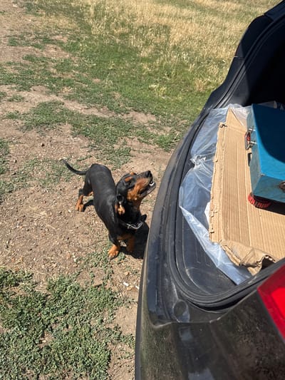 In a natural outdoor setting, a black and tan Dachshund with a collar stands on dry, rocky ground with sparse green vegetation. The dog is looking upwards with its mouth open. To the right of the dog is the open trunk of a black vehicle, revealing a blue metal box with red circular feet and a piece of corrugated cardboard wrapped in plastic sheeting. The background consists of dry, yellowish-brown grass. The scene appears to be in or around the settlement of Voronovo, Russia, under bright sunlight.