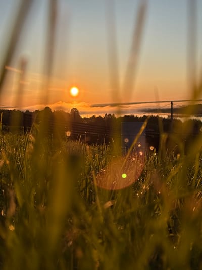 The image depicts a sunrise or sunset in Зеленец, Russia, viewed from a low perspective through a field of dewy grass. The sky transitions from light blue overhead to bright orange and yellow at the horizon, where a distinct, brilliant white-yellow sun is centrally positioned. Hazy clouds and mist are visible along the horizon line, particularly over a body of water on the right side. The foreground features tall, out-of-focus green and golden grass, with numerous dew droplets reflecting sunlight as small, bright points. Prominent green and orange lens flares are present in the lower right and center of the frame. In the midground, silhouetted trees and dark structures or fences extend across the horizon. A tall utility pole with wires is visible on the far right, and a light-colored cylindrical object, resembling a barrel, is partially obscured by the grass in the center-right midground. No individuals are present in the scene.