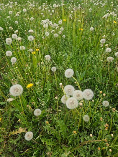 The image depicts a patch of grass interspersed with dandelions in various stages of development, including both yellow-flowered and seed-head (puffball) forms. The location is presumed to be in the city of Речицы, Russia. There are no people present. The composition is predominantly green, with the white dandelions providing contrast. The focus is on the density and variety of the plant life.