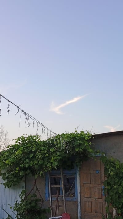An overcast sky with a faint, elongated cloud formation is visible in the upper portion of the image. A black wire stretches across the upper left quadrant, with numerous thin, dark, decorative elements hanging from it at intervals. Lush green foliage, likely from a vine, covers the top portion of a weathered building in the mid-ground. The building has a concrete or stucco facade. A small window with a blue frame is visible, partially obscured by the foliage and some wooden poles or supports leaning against it. To the right of the window is a wooden door with a multi-paneled design. In the foreground, to the left, part of a white fence or wall is visible, along with some gardening tools including a pitchfork. A red shovel head is also visible at the bottom of the frame. The scene appears to be outdoors, likely in a rural or suburban setting, possibly in the village of Lipovo, Russia, given the architectural style and overgrown vegetation. There are no people present in the image.