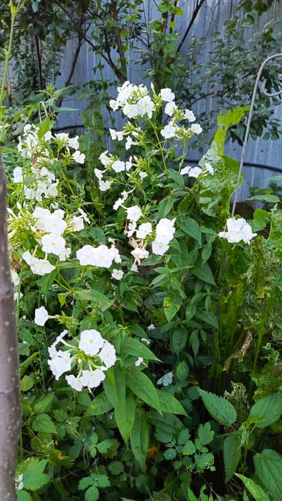 In Poletaevo 1th, Russia, a dense cluster of white phlox flowers with vibrant green foliage dominates the foreground of the image. The flowers are arranged in conical clusters, with individual blossoms featuring five petals and a yellow stamen. The background consists of a weathered corrugated metal fence, partially obscured by the plants and branches of trees. The lighting suggests an outdoor setting, likely a garden or yard, with diffused daylight. There are no people or animals visible in the image. The scene is characterized by the natural growth of plants against a man-made structure.