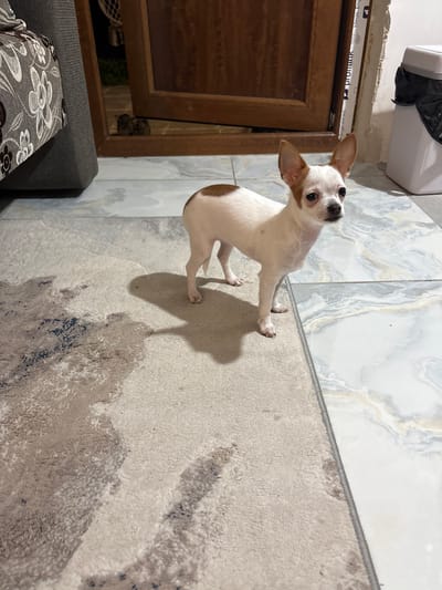 A Chihuahua dog is indoors, standing on a beige rug with a subtle pattern of blues and browns. The dog has white fur with brown markings on its head and back. It has its head tilted toward the camera. The rug sits adjacent to a tile floor with a marbled gray pattern. A dark wooden window frame and door are visible in the background. A gray sofa with floral patterned cushions is partially visible in the lower left corner. A white object, possibly a trash can, is above the door frame. The photo was taken at night in Novo Panicharevo, Bulgaria.