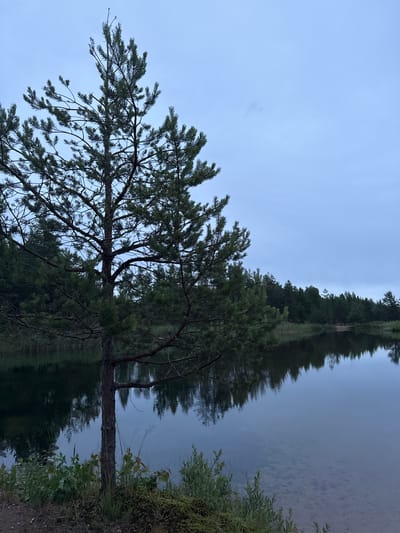 The image displays a serene natural scene of a lake and its surroundings, likely taken in Pobeda, Russia. The composition is dominated by a pine tree in the foreground, its branches reaching outwards. The tree is reflected in the still water of the lake, creating a symmetrical visual effect. The water's surface is calm, mirroring the dark green of the dense forest that lines the opposite bank of the lake. Beyond the forest, the sky is a soft, pale blue, suggesting either early morning or late evening. There are no people or specific objects visible, only the natural elements of trees, water, and sky. The overall mood is peaceful and tranquil, characteristic of a quiet natural landscape at dawn or dusk. No text is visible in the image.