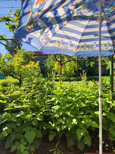 The image presents a garden scene, likely in Zhelyu Voyvoda, Bulgaria. A blue and white striped umbrella with boat and lighthouse patterns dominates the foreground. Lush green vegetation, including raspberry bushes with large leaves, covers the ground. In the background, trees and shrubs are visible, with a house partially obscured. The light suggests a sunny day. A white pole supports the umbrella.