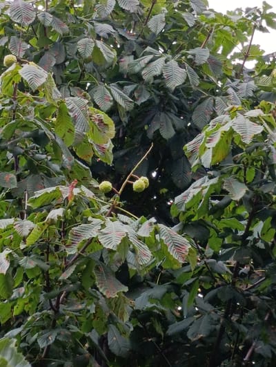 The image shows a close-up view of a tree, likely a horse chestnut, with its characteristic palmate leaves. Several conkers, the fruit of the horse chestnut tree, are visible on a branch in the center of the frame. The leaves are a mix of green and brown, suggesting the time of year is autumn. The background is a dense foliage of leaves and branches, with some lighter areas indicating the sky or open spaces beyond the tree. The image appears to have been taken outdoors, possibly in a park or garden. There are no people or animals present in the image. The lighting is somewhat diffused, indicating an overcast day or a shaded area. There is a shallow depth of field, with the leaves and conkers in the foreground being in sharp focus, while the background is blurred. The colors are natural and muted, reflecting the natural environment. The overall impression is of a detailed, natural scene focused on the details of the tree's foliage and fruit.
