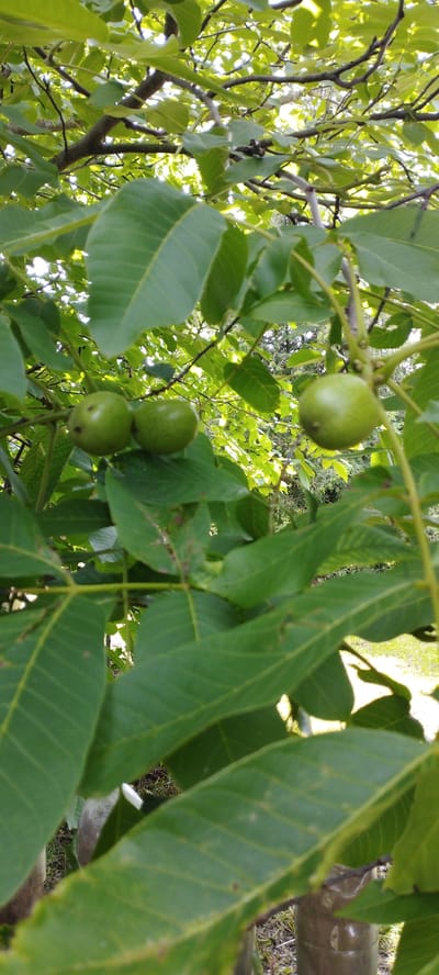The image shows a close-up view of a walnut tree branch with developing walnuts. The walnuts are green and are clustered on the branch, surrounded by large, green leaves. The background is a blur of green foliage and dappled sunlight, suggesting an outdoor setting in a natural or garden environment. The location is identified as Абухаўскі сельскі Савет, Belarus. The scene is static and focused on the natural elements of the tree and its fruit.