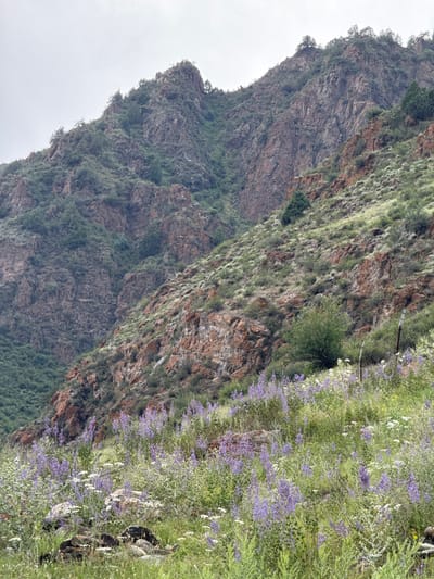 The image depicts a mountainous landscape with rocky slopes and vegetation. In the foreground, there is a field of wildflowers, predominantly purple and white. The middle ground shows a grassy, rocky hillside dotted with sparse green bushes and trees. The background features a large, rugged mountain with steep, reddish-brown rock faces and patches of green foliage. The sky is overcast and a light gray. The scene appears to be located in a natural, undeveloped area, likely in the vicinity of Kyzyl-Korgon, Kyrgyzstan, given the geographical context. There are no people or animals visible in the image. Two fence posts are partially visible on the right side of the image, suggesting a boundary or enclosure. The overall impression is one of a wild, untamed natural environment.
