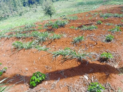 The image depicts an agricultural field on a hillside in Kiangochi, Kenya. The foreground and midground feature tilled red-brown soil, with rows of young green plants. These include numerous clusters of spiky, grass-like vegetation and several distinct small, broad-leafed green plants, identifiable as young coffee plants. Patches of dried plant matter are scattered across the soil. A dark, elongated shadow is cast across the lower-right portion of the field. The background consists of a dense treeline of tall, slender trees on a higher slope, with additional cultivated land or natural vegetation visible on distant hillsides. The scene is illuminated by natural daylight. No individuals, animals, or active engagements are present.