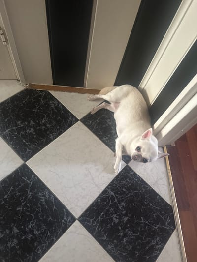 A white chihuahua dog is lying on a black and white tiled floor. The dog is facing the camera with its head slightly tilted to the right. Its eyes are dark and round, and its ears are perked up. The dog's body is mostly white, with some light tan markings on its ears and tail. The floor tiles are arranged in a diamond pattern, with alternating black and white tiles. The black tiles have a marble-like pattern.
In the background, there is a set of sliding doors with horizontal white and black stripes. To the right of the dog, a portion of a wooden floor is visible, transitioning from the tiled area. A metal trim separates the wooden floor from the tiled area. The lighting suggests it is daytime, possibly indoors. The dog appears alert and relaxed. There is no visible text in the image.