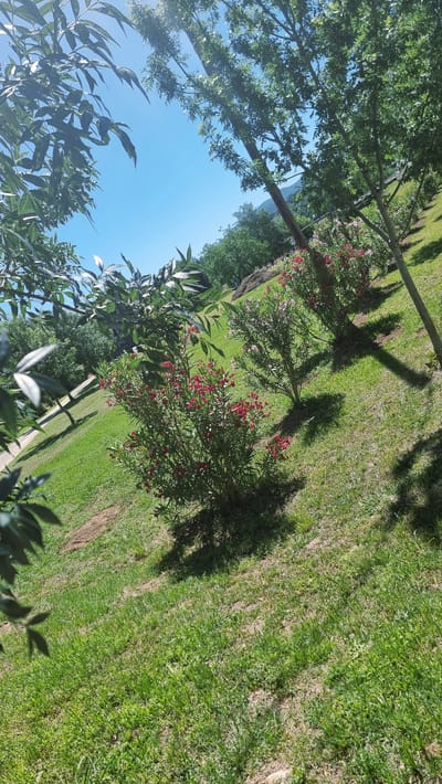 This is a sunny, medium-angle, full shot of a sloped grassy area with several ornamental shrubs and trees, located in Montagut i Oix, Spain. In the foreground, a dark-leafed branch with visible veins is on the left, partially obscuring the view. Beyond this, a lush green lawn slopes upwards. Several shrubs with abundant small red and pink flowers are planted in a line along the slope, casting shadows on the grass. Two taller trees, with green leaves and some white blossoms, are positioned behind the shrubs, also casting shadows. The background shows more trees and a hazy, mountainous landscape under a clear, bright blue sky. The overall impression is of a well-maintained garden or park in a rural or semi-rural setting.