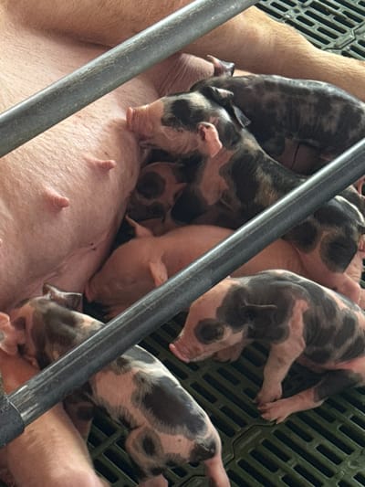 The image depicts a close-up view of a sow nursing multiple piglets within an indoor agricultural setting, likely a farrowing crate, in Quimbaya, Colombia. The prominent subject is a large, light pink sow, whose left side and udder, featuring several visible teats, occupy the upper and left portions of the frame. Clustered around and beneath the sow are numerous newborn piglets, engaged in suckling. These piglets display diverse markings, predominantly light pink with varying patterns of dark brown or black spots, while some appear entirely pink. Several piglets are actively suckling, positioned with their snouts against the sow's udder. The environment includes two prominent grey metallic bars, possibly part of a farrowing crate, running diagonally across the scene. The floor beneath the animals consists of dark green, open-slatted grating, typical of modern pig husbandry facilities. No human subjects are visible.