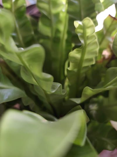 This is a close-up, eye-level, indoor photograph of a bird's nest fern (Asplenium nidus). The image focuses on the plant's lush, bright green, wavy fronds, which are clustered together. Some fronds are sharply in focus, revealing their smooth, glossy texture and undulating edges, while others are softer and blurred, creating a sense of depth. The lighting suggests the plant is near a window, with bright highlights catching the upper edges of some fronds, and softer shadows defining the inner curves of others. The background is out of focus, hinting at a domestic or indoor environment with some muted colors, possibly a pot or other decorative elements. There are no people or animals visible in the image. The scene appears to be a still life, capturing the natural beauty of the plant. There is no information to suggest the location is in Chinabad, Uzbekistan; this is a generic indoor plant photograph.