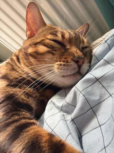 A close-up, eye-level shot captures a contented Bengal cat napping on a blue checkered blanket. The cat's eyes are closed, and its head is resting on the soft fabric, with one ear slightly perked. Sunlight streams in from the upper left, illuminating the cat's distinctive spotted coat and long white whiskers. The background consists of horizontally slatted blinds. There is no information in the image to suggest the location is Blagoveshchenskoe, Russia.