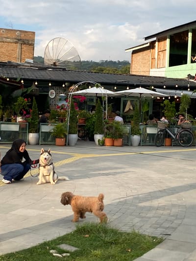 The image shows an outdoor seating area of a restaurant or cafe with people and dogs. In the foreground, a woman wearing a hijab and blue jeans is kneeling next to a husky dog on a leash. The husky is sitting upright and looking forward. Another dog, a small, light brown, fluffy breed, is walking away from the husky and the woman towards the right side of the frame. The ground is paved with light-colored square tiles and there is a yellow line marking a path or boundary.

In the background, there is a building with a dark roof, adorned with string lights and hanging decorative lamps. Several potted plants and trees are arranged around the seating area, with white umbrellas providing shade. People are seated at tables, some interacting with each other and some appearing to be dining. A bicycle with baskets is parked near one of the tables.

Further in the background, there is a larger building with a light green upper level and a wooden-paneled lower section. A large satellite dish is visible on top of a brick building to the left. The sky is partly cloudy, suggesting it is daytime. The overall impression is a relaxed, open-air gathering space in what appears to be a commercial or recreational area within a city.