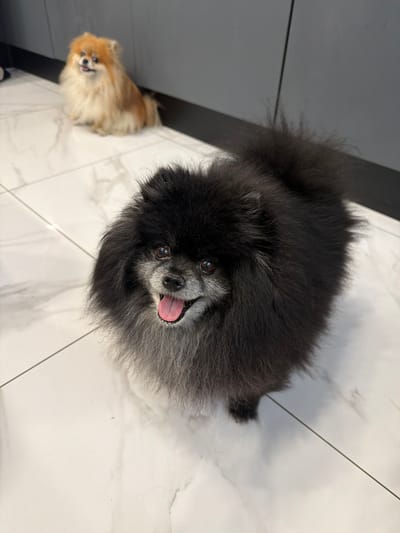 A close-up, slightly high-angle shot features a black Pomeranian dog in the foreground, looking up at the camera with its mouth open and pink tongue visible. The dog is fluffy with grey around its muzzle. Behind it, slightly out of focus and further to the left, a smaller, lighter-colored Pomeranian sits on a white tiled floor, also looking towards the viewer with its tongue out. The background consists of a dark gray wall with vertical lines, suggesting cabinetry or a partition. The flooring is made of large, light-colored tiles with a marble-like pattern. This scene is indoors, likely in a domestic setting, with no specific recognizable landmarks of Tarusa, Russia, visible.