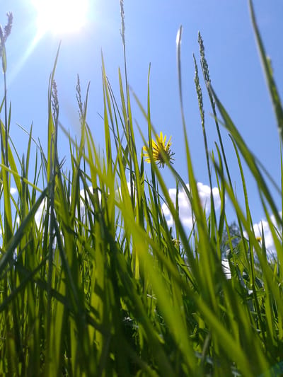 A low-angle, close-up shot captures green blades of grass reaching towards a bright blue sky. The sun is prominently featured in the upper left, casting a strong lens flare and bright light. A single yellow dandelion is visible in the center-left, its petals spread open. The foreground is dominated by the lush green grass, some blades out of focus. In the distance, faint hints of clouds and possibly trees can be discerned against the sky. There are no people or animals visible in the image. The scene is set outdoors, likely in a grassy field or meadow, under a clear, sunny sky. The overall impression is one of a bright, natural outdoor environment. The provided crops highlight specific areas of the grass, sky, and the dandelion, offering closer views of these elements. The location is stated to be Neryungri, Russia.