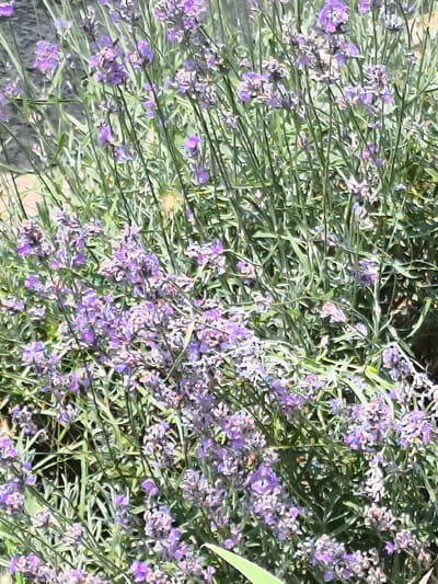 The image is a close-up, slightly abstract, oil-painted style photograph of a lush lavender bush with numerous small purple flowers and green stems. The background is out of focus and appears to be a mix of muted tones, possibly indicating an outdoor setting. No people or specific urban elements are visible to suggest a location in Dobrogea Veche, Moldova.