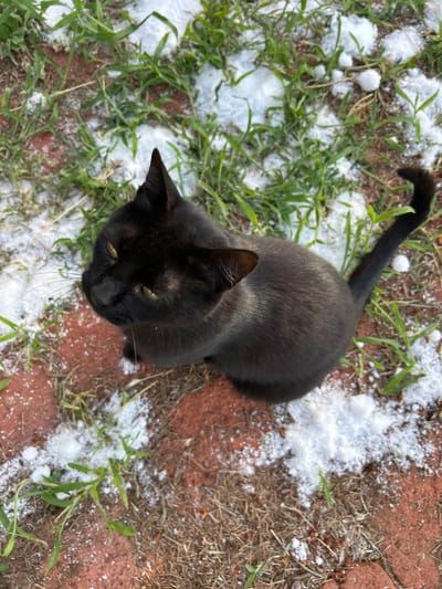 A black cat with green eyes is sitting on a brick patio covered in patches of snow and grass. The cat is looking upwards and to the left, with its tail curled. The scene appears to be outdoors, with the brick patio extending into the background. The sky is not visible.