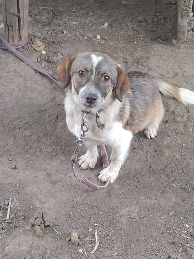 A medium-sized dog with brown and white fur is pictured outdoors. The dog is wearing a purple leash and a metal collar. It is sitting on the ground, which appears to be dirt and gravel. In the background, there is a wooden post and some dry leaves. There is also a pile of dog feces on the ground to the left of the dog. The scene is consistent with an outdoor area in a rural or semi-rural setting, possibly a yard or a park. There are no people visible in the image. The lighting suggests it is daytime.