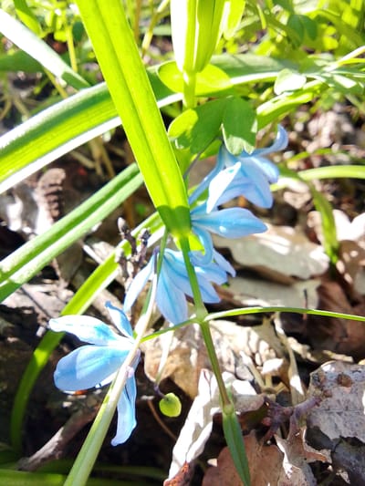 A close-up, high-angle shot captures delicate blue flowers emerging amidst vibrant green foliage and dry undergrowth, characteristic of an early spring scene. The primary subjects are several small, six-petaled blue flowers, likely spring bulbs such as Scilla or Chionodoxa, some clustered and others individually standing. Their petals glow with a soft, bright blue hue, catching the direct sunlight.

Prominent in the foreground and midground are multiple long, slender blades of bright green grass and leaves. These leaves crisscross the frame, with some catching strong sunlight, creating luminous highlights and distinct shadows. The background consists of a blurred mixture of dry, brown fallen leaves, small dark twigs, and patches of shaded ground, all hinting at a forest floor or natural garden setting.

The lighting suggests a sunny daytime, with clear, strong sunlight dappling through overhead vegetation, illuminating parts of the flowers and leaves while leaving other areas in shadow. The image evokes a sense of natural beauty and the fresh awakening of spring. No human subjects, artificial objects, or visible text are present in the media. The location is contextualized as Elets-Malanino, Russia.