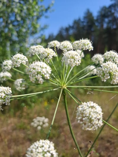 A close-up, vertically oriented photograph showcases a cluster of small white flowers, resembling a tiny umbrella-shaped inflorescence. These delicate blooms are grouped into multiple small, rounded clusters, suspended from thin, green stems radiating from a central point. Fine strands of spiderweb are visible, clinging to the stems and some of the flower clusters. In the background, out of focus, are elements of a natural outdoor setting. To the left, a bright blue sky is partially visible, with the dark green shapes of trees or foliage suggested against it. The rest of the background consists of blurred earthy tones, likely representing dry grass and soil. The lighting suggests it is daytime, possibly a sunny day given the brightness and highlights on the flowers. There is no text visible in the image. The scene appears to be a peaceful, natural environment in the Бабовіцкі сельскі Савет, Belarus.