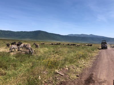 A dirt road runs through a grassy field in the Ngorongoro Crater in Tanzania. A safari vehicle is driving down the road, with a herd of zebras and wildebeest running in front of it. The vehicle is driving away from the viewer, and the animals are running in the same direction. The zebras are black and white striped, and the wildebeest are brown with long, flowing manes. The grass is short and green, and the sky is clear and blue. The image was taken at the coordinates latitude: -3.205, longitude: 35.586. The Ngorongoro Crater is a UNESCO World Heritage Site, famous for its diverse wildlife.
