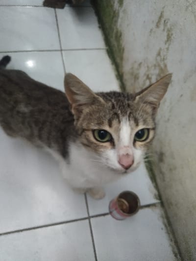 The scene depicts a domestic short-haired cat standing on a white tiled floor with dark grout lines, located within the city of Yellowknife, Canada. The cat, exhibiting a tabby pattern of brown and grey stripes on its back and head, features a prominent white chest, underbelly, and paws, alongside a white facial blaze, pink nose, and greenish-yellow eyes. It stands centrally in the frame, looking directly upward and slightly forward, with its ears erect. To the lower right of the cat, a small, red and white/silver cylindrical metal can rests on the tiled surface, appearing empty or containing minor residue. A light-colored wall, exhibiting discoloration or growth along its base, forms the right boundary of the visible area. No other individuals or animals are present.