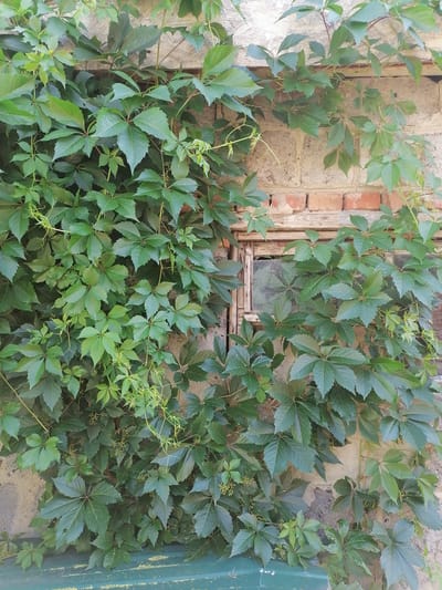 This media file features a wall overgrown with lush green Virginia creeper vines. The wall appears to be constructed from brick and concrete blocks, with some areas showing signs of age and wear. A weathered wooden frame surrounds a small, grimy windowpane, partially obscured by the dense foliage. The scene is bathed in natural light, suggesting it was captured during the daytime, likely on a clear day given the brightness.

The Virginia creeper, with its distinctive palmate leaves, covers a significant portion of the wall, creating a vibrant green tapestry. Some of the leaves are a deeper shade of green, while others are a lighter, fresher green, indicating new growth. Small, unobtrusive clusters of what appear to be flowers or developing berries are scattered amongst the leaves. Tendrils of the vine curl and reach outwards, some seeking purchase on the wall and others extending into the open air.

The overall impression is one of nature reclaiming man-made structures. The setting, identified as Lobkovo, Russia, combined with the rustic appearance of the wall and window, evokes a sense of rural or perhaps abandoned architecture. There are no people or animals visible in the frame. The mood is tranquil and natural, with a touch of the melancholic due to the aged building. No visible text is present in the image.