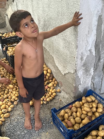 A young boy with dark hair and brown eyes, wearing only dark shorts, lies on his back in a pile of harvested potatoes. He is looking up and to his left, with his tongue slightly sticking out. His left arm is extended upwards, touching a cracked, textured wall. A thin red string with a small pendant hangs around his neck. To his right, a blue plastic crate overflows with potatoes, and more potatoes are scattered on the gravel ground. Another person's hands are visible near the boy's legs, one of which is wearing a ring. In the background, more potatoes are piled and a portion of a black crate with visible text is partially obscured. The scene appears to be outdoors, possibly in a rural setting, with the ground covered in gravel and dirt. The lighting suggests it is daytime. The text on the black crate is Cyrillic and appears to be "РОЗОВ ЛОНАТ" and possibly "КАМИН". Based on the provided location context, the scene is likely in Mlekarevo, Bulgaria.