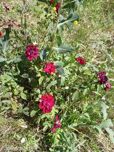The image depicts a cluster of deep red and burgundy flowers, likely roses, in a natural outdoor setting. The flowers are in various stages of bloom, with some fully open and others still partially closed or wilting. They are surrounded by lush green foliage and interspersed with dry, tall grasses, suggesting a slightly overgrown or wild garden or meadow. The lighting indicates it is daytime, with sunlight casting shadows. A timestamp overlay in the lower-left corner reads "2026/06/30 10:24". The context of the city of Жанай, Kazakhstan, places this scene in a potentially arid or steppe-like environment, common for that region, where such vegetation might thrive. There are no people or animals visible in the image.