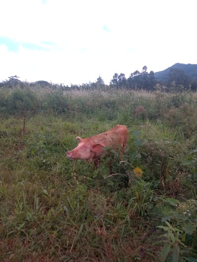 A pink pig stands in tall, green grass in a field. The field is located in a rural area, evidenced by the overgrown vegetation and the presence of a distant mountain range in the background. The sky is overcast with a few patches of blue. A single wooden post is visible in the grass to the left of the pig. The location is likely Villarrica, Paraguay, as specified. No people are visible.