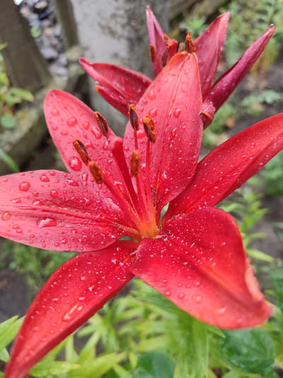 A close-up, eye-level shot captures a vibrant red lily flower in Voskobiinyky, Ukraine, after a rain shower. The delicate petals are adorned with numerous glistening water droplets, reflecting the light. Inside the bloom, the stamen, tipped with brown anthers, are clearly visible. In the background, a blurred garden setting includes green foliage and what appears to be a stone or concrete structure, possibly part of a fence or pathway. The focus is entirely on the textured beauty of the flower, with its wet surface and intricate details.