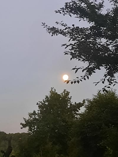 The image depicts an outdoor scene with a hazy sky. In the upper right portion of the frame, the silhouette of tree branches with leaves is visible against the sky. Centered in the middle ground, a bright, full moon is illuminated, appearing to rest on a branch of a tree. Below the moon, the dark silhouettes of foliage and trees fill the lower portion of the image, with a slightly lighter area of trees in the background to the left. The scene suggests a view from Kiblych, Ukraine, likely taken at dusk or during an overcast day, where the moon is visible through the atmospheric conditions and foliage.