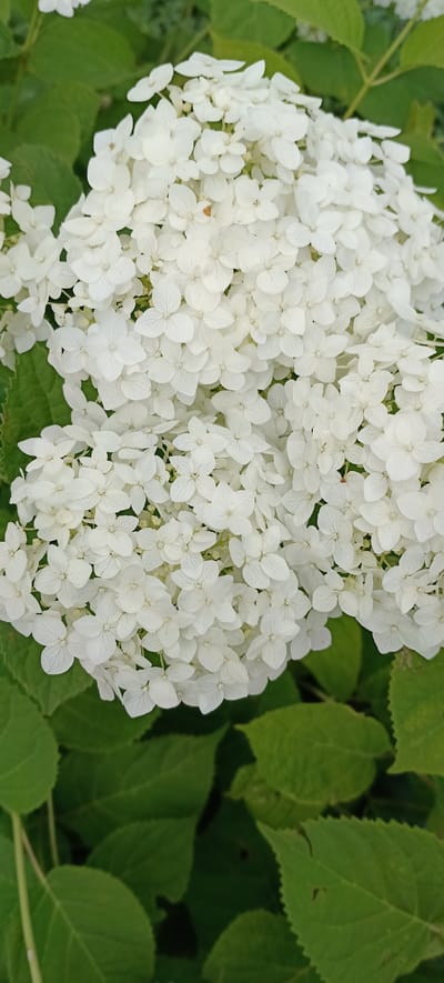 A close-up, overhead shot captures a cluster of small white hydrangea flowers set against a backdrop of deep green leaves. The flowers are densely packed, forming a voluminous bloom with individual petals that are rounded and slightly creased. The leaves are broad and textured, with visible veins and serrated edges. The overall impression is one of lush, natural beauty. The image does not contain any information about the city of Grushevskaya, Russia.