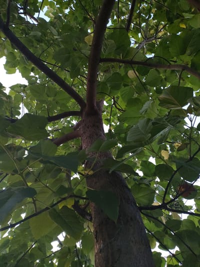 This media file is a low-angle photograph looking up into the canopy of a tree. The primary subjects are the tree's trunk, branches, and numerous green leaves. The leaves are large and heart-shaped, with some showing signs of yellowing, suggesting it might be late summer or early autumn. The trunk of the tree is thick and textured, appearing dark and rough. Several branches extend outwards and upwards, covered in foliage. The background is a bright, overcast sky, indicating it is daytime. The composition is dominated by the natural elements of the tree and sky, with no signs of human presence or activity. The image provides a sense of being underneath the tree, looking up through its dense foliage. The location context of Kochmar, Bulgaria, suggests this is a natural outdoor scene likely in a park, garden, or forest area within that region. There is no visible text in the image.