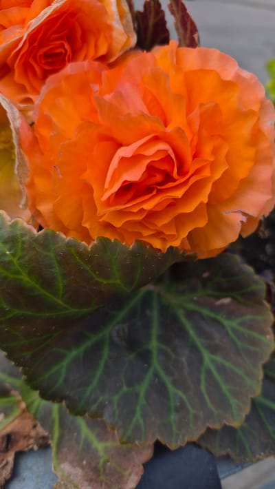 The image is a close-up, eye-level shot of a vibrant orange begonia flower. The flower is in full bloom, with numerous ruffled petals creating a layered effect. The colors range from a deep, saturated orange in the center to lighter, almost peachy tones at the edges of the petals. Below the flower, a dark green leaf with prominent lighter green veins is visible, its scalloped edge adding texture to the foreground. The background is softly blurred, suggesting an outdoor environment with hints of other foliage and possibly a gray surface. There are no people or animals in the image, and no specific city or location can be identified. The overall impression is one of natural beauty and rich color.