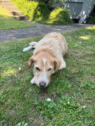 A light brown, scruffy dog with a white blaze on its forehead lies on a grassy lawn, its head resting on the grass. The dog is in the foreground, with its body extending towards the background. Behind the dog, a paved pathway leads towards a set of concrete steps and lush green foliage. Further in the background, a garage door is visible. The scene appears to be a residential backyard in Leverkusen, Germany, under natural daylight. There are no other people or animals visible in the image.
