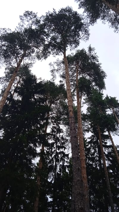 The image depicts a dense forest composed of tall pine trees, with their canopies reaching towards an overcast sky. The perspective is looking directly upwards from the forest floor, emphasizing the height and scale of the trees. The trunks are a mix of rough, textured bark and smoother surfaces. The foliage is a dark green, creating a somber atmosphere. The scene appears to be in a natural, wooded area. The location, Сосновый Бор Тсж, Russia, indicates a settlement or district known for its pine forests. There are no people or animals visible in the image.