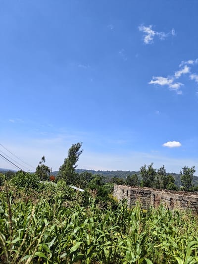 The scene depicts an outdoor daytime landscape in Kaplerartet ward, Kenya, under a clear blue sky with scattered white cumulus clouds. The foreground is dominated by a dense field of green maize plants, appearing in an advanced growth stage. In the mid-ground, to the right, stands a partial structure composed of unrendered stone or concrete blocks, featuring several rectangular openings, indicative of a ruined wall or an incomplete building. The mid-ground left contains dense green trees and mixed vegetation, a section of a metallic corrugated roof, an orange satellite dish partially obscured by foliage, and overhead power lines extending diagonally from the upper-left. A distant line of forested hills or mountains forms the background horizon. No individuals or specific actions are observed within the frame.