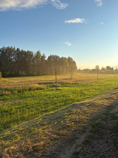 The image depicts an outdoor scene in a rural area, likely during late afternoon or early evening. A sun-drenched field of green grass and wild vegetation stretches across the foreground and middle ground. The field is characterized by varying textures and colors of grass, with some areas appearing more lush and vibrant, while others show drier, straw-like stalks. Several tall, thin, dark poles, possibly utility poles or fence posts, are visible sparsely distributed across the field. In the background, a dense line of trees forms a dark green border, their foliage illuminated by the setting sun. The sky is a clear blue, with a few wispy white clouds present towards the top left. The overall impression is one of a peaceful, natural landscape bathed in warm, golden light. No people or animals are visible in the frame.