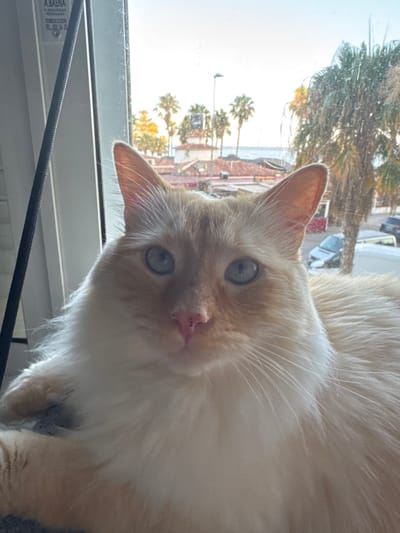 A close-up, eye-level shot features a fluffy, light-colored cat with blue eyes and a pink nose, positioned in the foreground. The cat is looking directly at the camera. In the background, through a window, a town scene is visible with buildings, palm trees, and a glimpse of the ocean under a bright sky. The overall setting appears to be a residential area in Castillo Bajo-conejito, Spain, suggested by the style of architecture and vegetation. The lighting indicates it is daytime, likely morning or late afternoon given the soft, warm light.